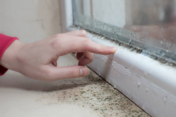 Best Basement Mold Removal  in Carrabelle, FL