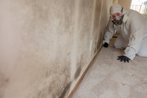 Best Environmental Consulting for Mold Prevention  in Carrabelle, FL